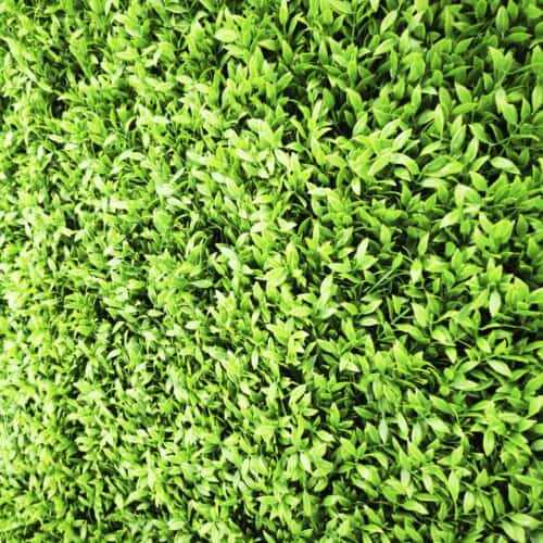 GREEN WALL – HEDGE