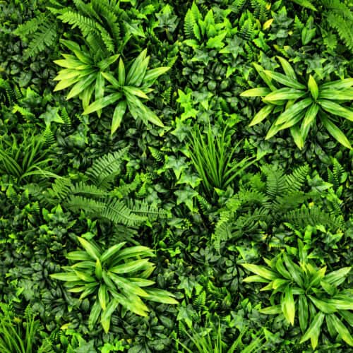 GREEN WALL – MAGIC GARDEN